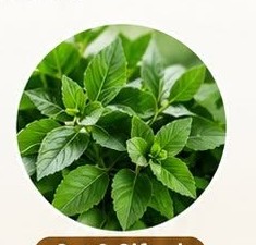 Organic Herbs Cut and Sifted